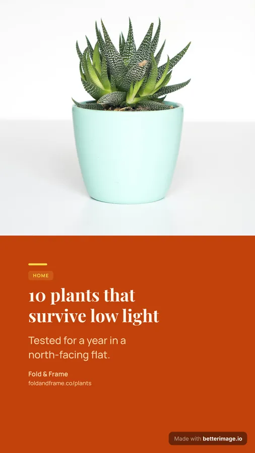 Plants pin at 1080 by 1920, Story